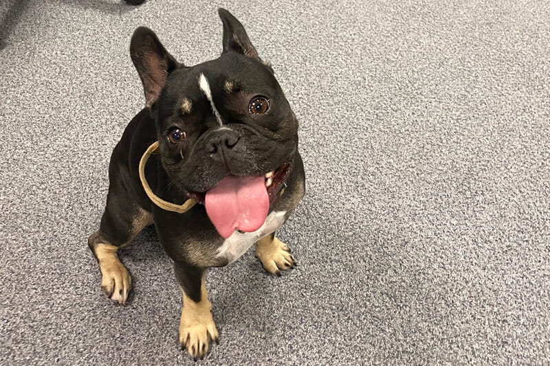 Frank the dog who is allowed in our office