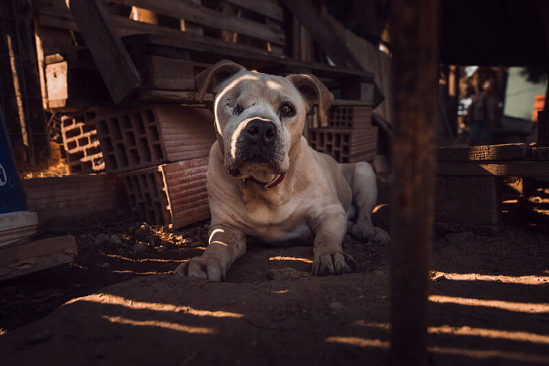 Blind stray dog pictured by Wild at Heart charity in their rescue work