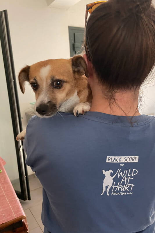 A dog from Wild at Heart charity being held by a volunteer