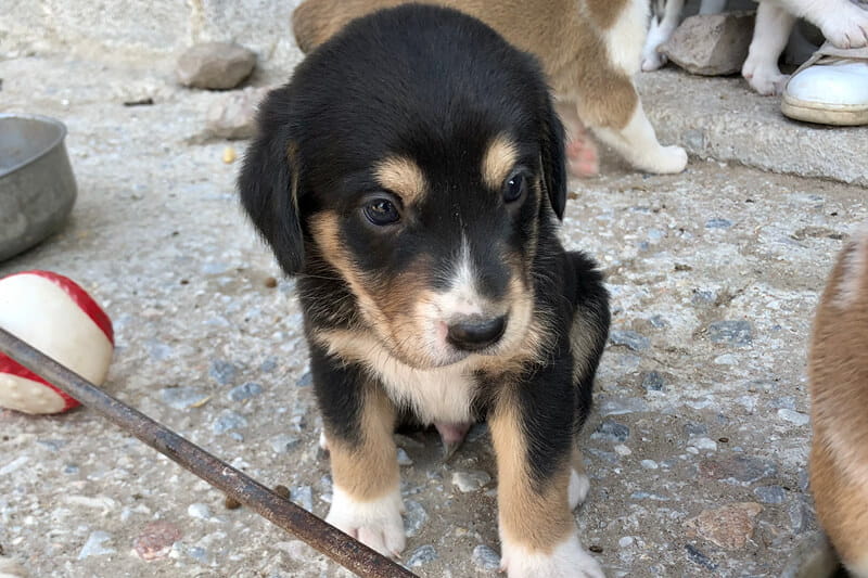 A puppy being looked after by Wild at Heart charity