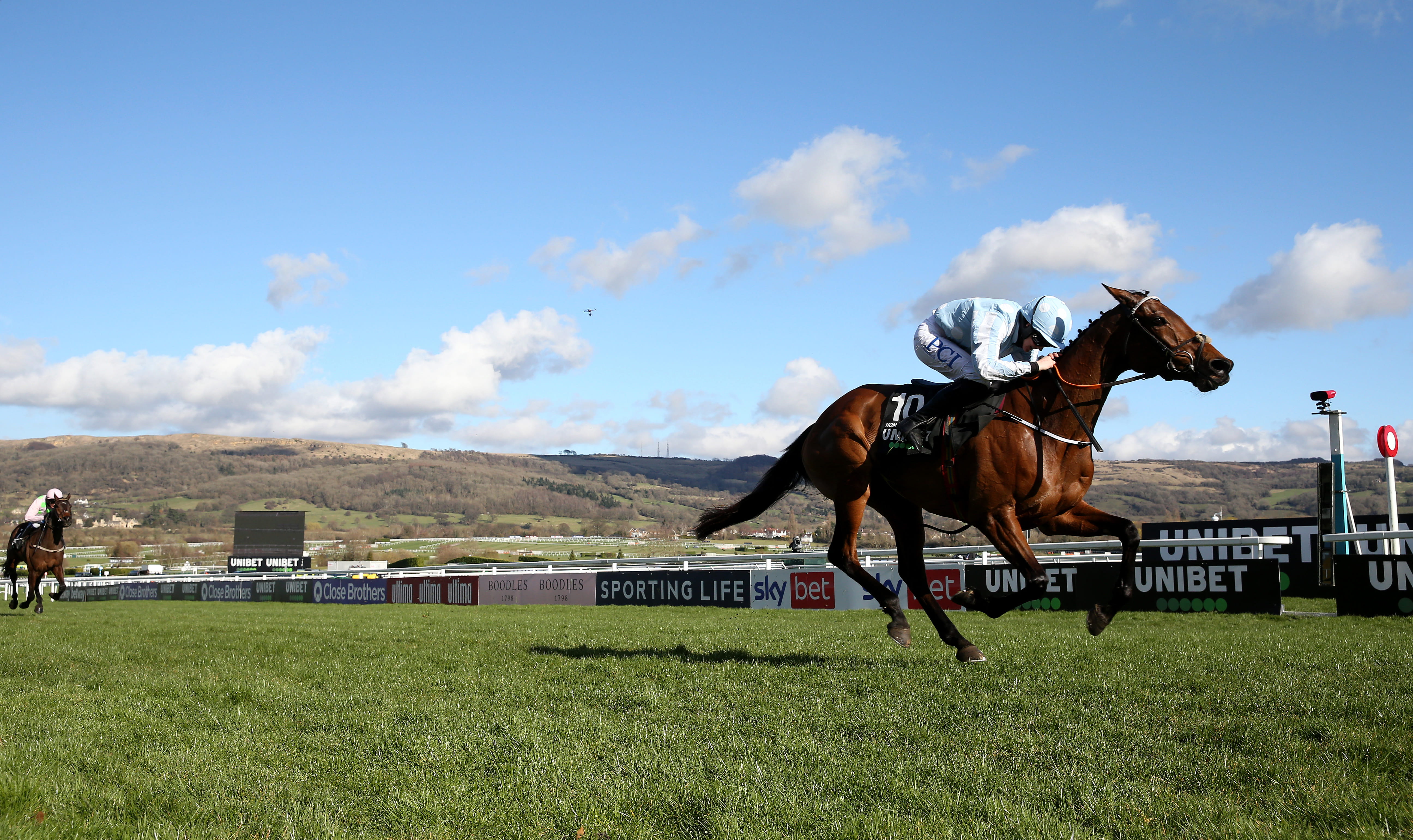 Cheltenham-honeysuckle