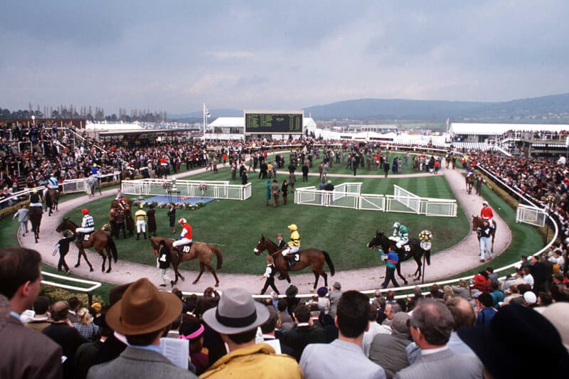 The history of Cheltenham Festival and horses being guided around the parade ring