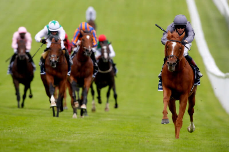 Horses racing down the final straight in a race