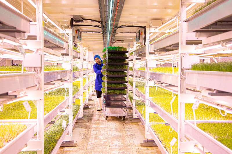 Grower looking after the micro herbs and greens in the Growing Underground disused air raid shelters at Clapham 