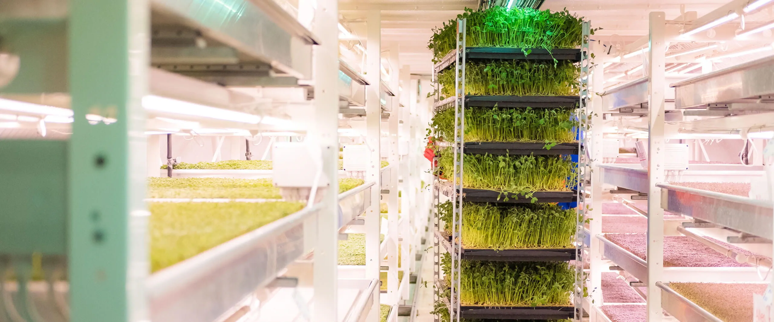 Micro herbs being grown at Growing Underground Zero Carbon Farms in Clapham 